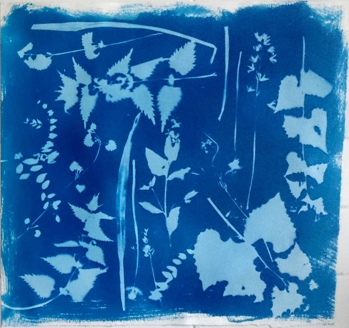 cyanotype