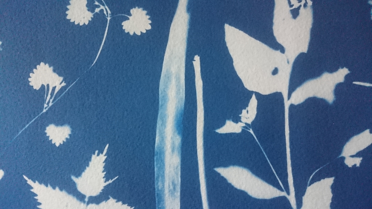 cyanotype