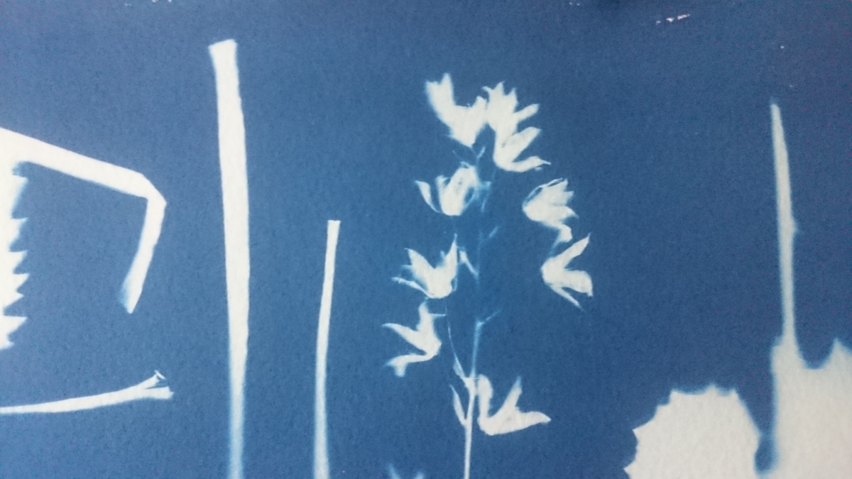 cyanotype